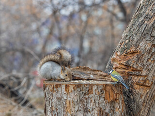 A squirrel sits on a stump and eats nuts in autumn.