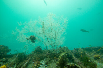 Black Coral in Milford Sound - New Zealand