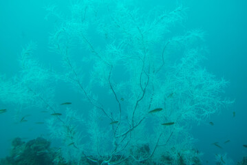 Black Coral in Milford Sound - New Zealand