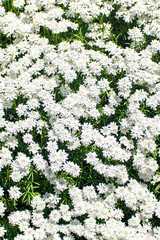 A bush of Candytuft white flowers 