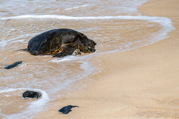 Portrait of a green sea turtle with foam and water from the surf flowing around it on a smooth golden sand beach, Hookipa Beach, Maui, Hawaii

