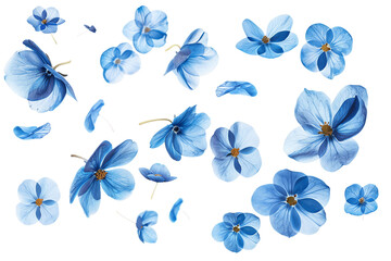 Fototapeta premium Blue Butterfly and Flower Set flowers petals flying for Spring Nature Design