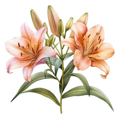 watercolor painting lily flower isolated on transparent background.