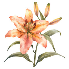 Fototapeta premium watercolor painting lily flower isolated on transparent background.