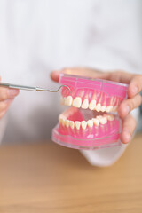 Dentist with tooth Anatomy model. Oral Teeth and disease, Scrape off tartar. March Oral health, Dentist Day, False Teeth. Toothache and Children Dental Health Month and Orthodontic Health Day