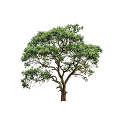 A large tree stands alone on a white background