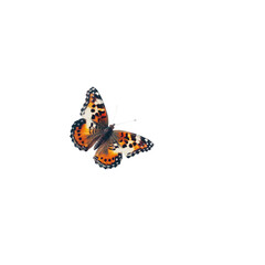 Obraz premium A butterfly with orange and black wings is flying in the air