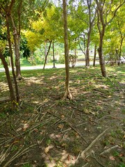 roots trees in Thailand garden beauty nature