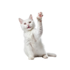 Fototapeta premium A white cat is sitting on a white background and is making a fist with its paw