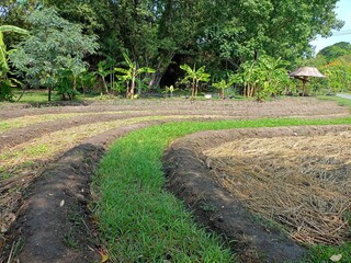 Agricultural plots in Thai plantations