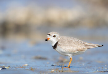 Piping Plover - R