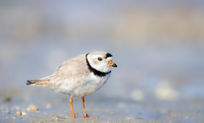 Piping Plover - L
