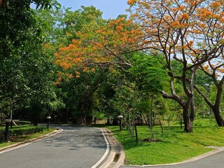 walkway and green trees beauty nature in garden Thailand