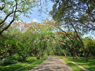 walkway and green trees beauty nature in garden Thailand