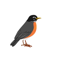 vector drawing bird, hand drawn American robin ,Turdus migratorius , isolated nature design element
