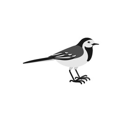 vector drawing bird, hand drawn white wagtail, Motacilla alba , isolated nature design element