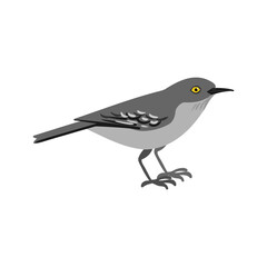 vector drawing bird, hand drawn northern mockingbird, Mimus polyglottos , isolated nature design element