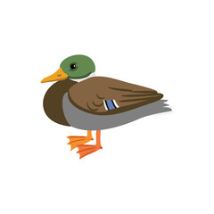 vector drawing bird, hand drawn wild duck, mallard isolated nature design element