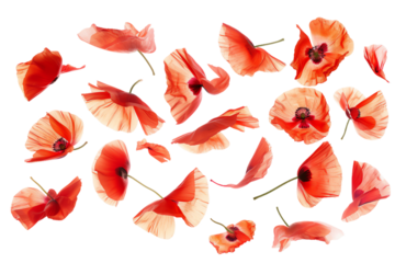 Poppy Pattern isolated on a transparent background