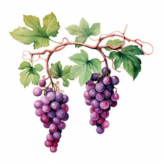 A watercolor painting of a bunch of purple grapes with green leaves.