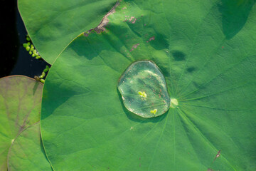 Nelumbo nucifera is a beautiful ornamental plant, loved by many people. The Nelumbo nucifera is often grown as an outdoor ornamental Nelumbo nucifera,Nelumbo nucifera grown in artificial or natural 