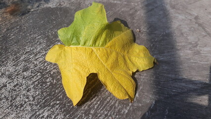 Fallen eggplant yellow leaf