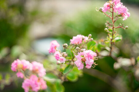 over-fertilizing can decrease the cold hardiness because Lagerstroemia indica stimulates new growth late in the season that does not have time to harden off.
