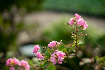 over-fertilizing can decrease the cold hardiness because Lagerstroemia indica stimulates new growth late in the season that does not have time to harden off.