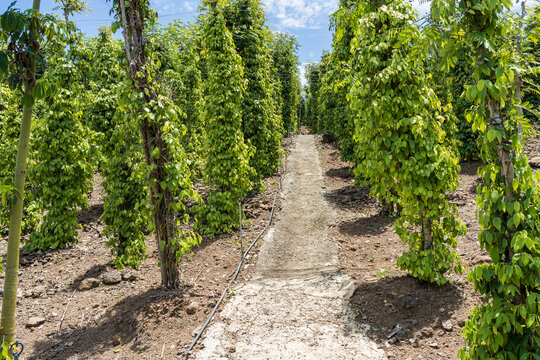 A pathway between rows of green pepper trees at an orchard near Di Linh in Vietnam