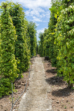 A pathway between rows of green pepper trees at an orchard near Di Linh in Vietnam