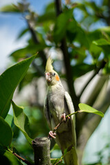 The grey feathers on his cheeks  Cockatiel Nymphicus and  Cockatiel Nymphicus crest are replaced by bright yellow feathers, the orange  Cockatiel Nymphicus