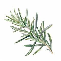Fototapeta premium Watercolor painting of a fragrant rosemary leaf with its needle-like shape and silvery-green color, on isolated white background, Generative AI