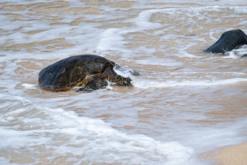 Portrait of a green sea turtle with it’s head covered in water as the waves come in around and over it on a smooth golden sand beach, Hookipa Beach, Maui, Hawaii
