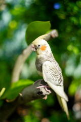  yellow spots on the ventral surface of the primary flight feathers of their wings,Nymphicus hollandicus  a grey coloured crest and face,
