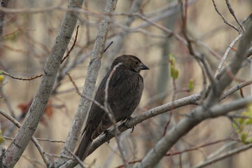 Bird Resting On The Brach, Pylypow Wetlands, Edmonton, Alberta