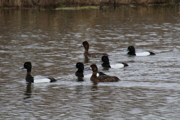 Flock Of Ducks On The Lake, Pylypow Wetlands, Edmonton, Alberta