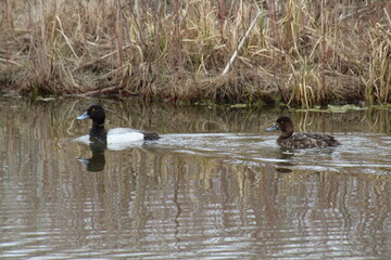 ducks on the water