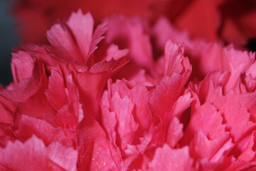 Macro shot of carnation flower bloom
