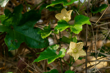  Old  Benincasa hispida can be up to 2m long, cylindrical in shape, with many flat seeds inside.  Benincasa hispida