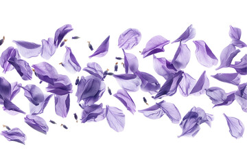Purple spring flowers isolated on transparent background