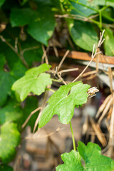  Old  Benincasa hispida can be up to 2m long, cylindrical in shape, with many flat seeds inside.  Benincasa hispida