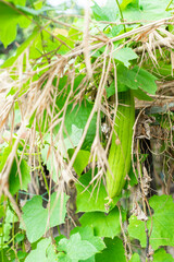  Benincasa hispida are often grown on trellises but  Benincasa hispida can also be left to crawl on the ground like melons.