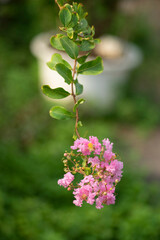 Fototapeta premium The Lagerstroemia indica must have hot summers in order to flower successfully, otherwise Lagerstroemia indica will show weak bloom and Lagerstroemia indica is more vulnerable