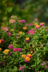  the Lantana camara grows wild and grows to the extent that the government here has to order all of these Lantana camara to be destroyed,