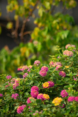 Obraz premium the Lantana camara grows wild and grows to the extent that the government here has to order all of these Lantana camara to be destroyed,