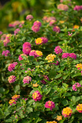 Obraz premium the Lantana camara grows wild and grows to the extent that the government here has to order all of these Lantana camara to be destroyed,
