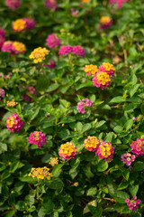  the Lantana camara grows wild and grows to the extent that the government here has to order all of these Lantana camara to be destroyed,