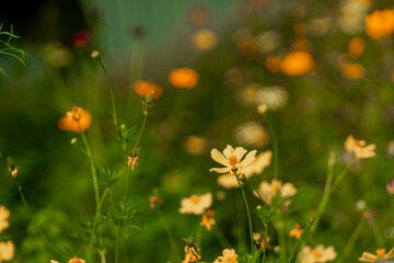 an abundance of colorful blooms all summer. Taller varieties Cosmos sulphureus may need staking if subjected to high winds and frequent storms