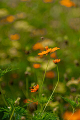 osmos sulphureus foliage is opposite and pinnately divided. The Cosmos sulphureus height varies from 1–7 feet (30–210 cm). The original and Cosmos sulphureus