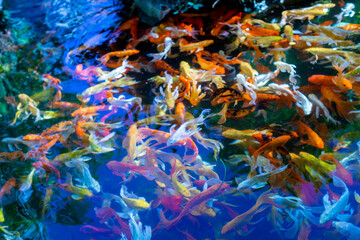  Japanese Koi fish are excellent, expensive and famous, the Japanese have set their own standards...